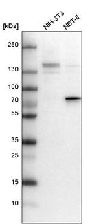 DEF6 Antibody in Western Blot (WB)