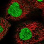 RNF44 Polyclonal Antibody