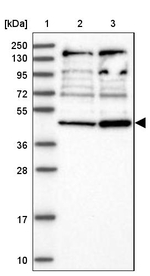 RNF44 Antibody in Western Blot (WB)