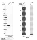 MMAB Antibody in Western Blot (WB)