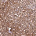 METTL20 Antibody in Immunohistochemistry (Paraffin) (IHC (P))