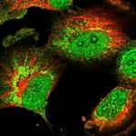 CHCHD1 Polyclonal Antibody