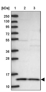 CHCHD1 Antibody in Western Blot (WB)