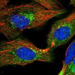 C14orf80 Polyclonal Antibody