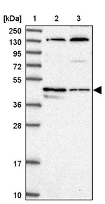 C14orf80 Antibody in Western Blot (WB)