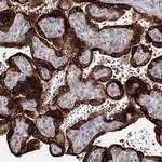 SPG20 Polyclonal Antibody