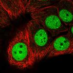 MCRS1 Polyclonal Antibody