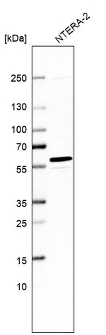 MCRS1 Antibody in Western Blot (WB)