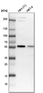 MCRS1 Antibody in Western Blot (WB)