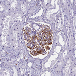 MAP6 Antibody in Immunohistochemistry (Paraffin) (IHC (P))