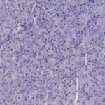 MAP6 Polyclonal Antibody