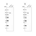 MAP6 Antibody in Western Blot (WB)