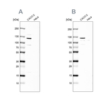 MAP6 Antibody in Western Blot (WB)