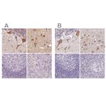 MAP1A Antibody in Immunohistochemistry (IHC)