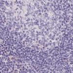 MAP1A Antibody in Immunohistochemistry (IHC)