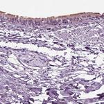 DNAH10 Antibody in Immunohistochemistry (IHC)
