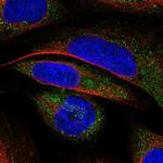 VWA8 Antibody in Immunocytochemistry (ICC/IF)