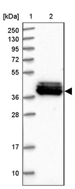 MRPS31 Antibody in Western Blot (WB)