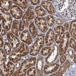 RITA1 Antibody in Immunohistochemistry (Paraffin) (IHC (P))