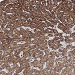RITA1 Antibody in Immunohistochemistry (Paraffin) (IHC (P))