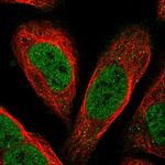 FAXC Antibody in Immunocytochemistry (ICC/IF)