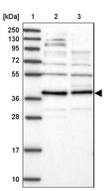 FAXC Antibody in Western Blot (WB)