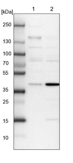 FAXC Antibody in Western Blot (WB)