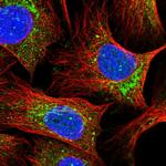 MNF1 Polyclonal Antibody