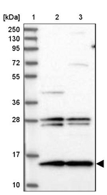 MNF1 Antibody in Western Blot (WB)