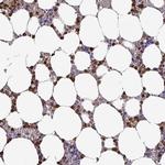 MNF1 Antibody in Immunohistochemistry (IHC)