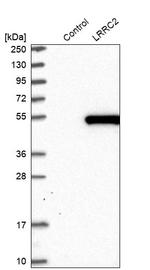 LRRC2 Antibody in Western Blot (WB)