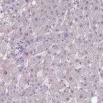 DQX1 Antibody in Immunohistochemistry (IHC)