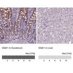 DQX1 Antibody