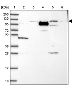 PHC3 Antibody in Western Blot (WB)