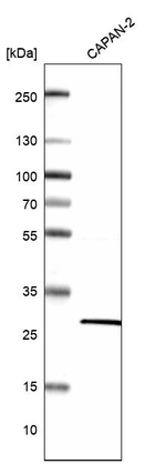 IDI1 Antibody in Western Blot (WB)