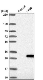 LYG2 Antibody in Western Blot (WB)