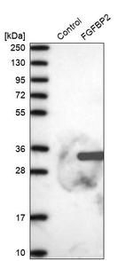 FGFBP2 Antibody in Western Blot (WB)