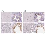 ROPN1L Polyclonal Antibody
