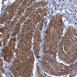 FAM62C Polyclonal Antibody