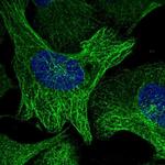 NUDT6 Antibody in Immunocytochemistry (ICC/IF)