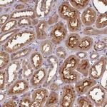 NUDT6 Antibody in Immunohistochemistry (Paraffin) (IHC (P))