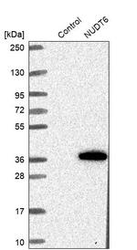 NUDT6 Antibody in Western Blot (WB)