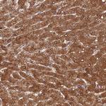 FUOM Polyclonal Antibody