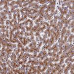 PRRC1 Antibody in Immunohistochemistry (Paraffin) (IHC (P))