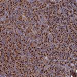 PRRC1 Polyclonal Antibody
