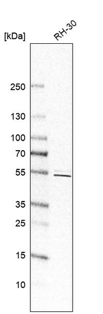 PRRC1 Antibody in Western Blot (WB)