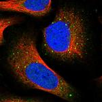 RNF90 Polyclonal Antibody