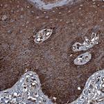 RNF90 Antibody in Immunohistochemistry (Paraffin) (IHC (P))