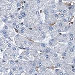 RNH1 Antibody in Immunohistochemistry (IHC)
