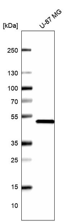 RNH1 Antibody in Western Blot (WB)